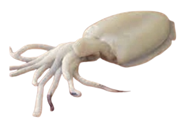 Calamar entero limpio congelado